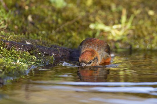 Common crossbill (Loxia curvirostra) adult male bird drinking at a woodland pool, Norfolk, England, United Kingdom