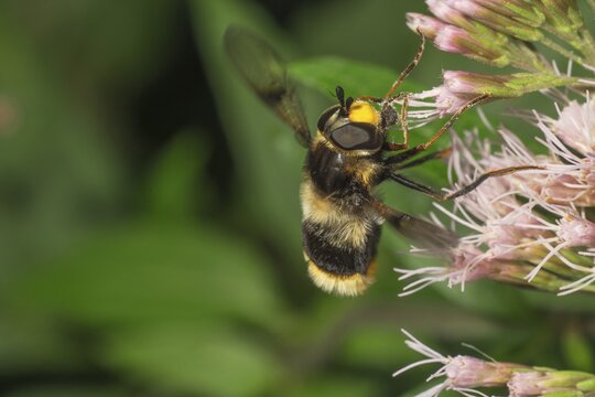 Variegated fur hoverfly (Eriozona syrphoides) on boneset (Eupatorium), Baden-W&uuml;rttemberg, Germany