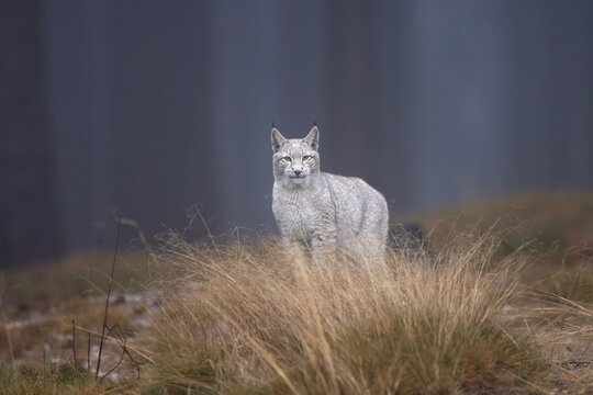 Eurasian lynx (Lynx lynx), on a tree trunk in a forest, Czech Republic