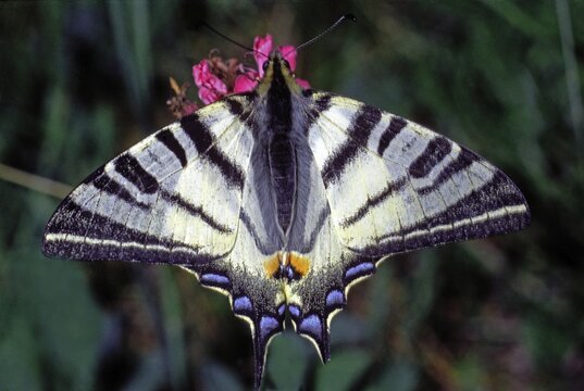 Scarce Swallowtail, Iphiclides podalirius