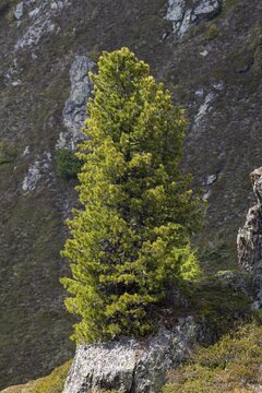 Swiss pine or (Pinus cembra) grows on a rocky mountain slope, Bachler-Alm, Hart im Zillertal, Tyrol, Austria