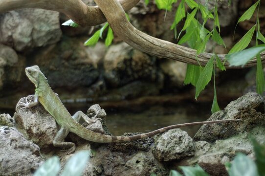 Agama Physignathus cocincinus SE- Asia