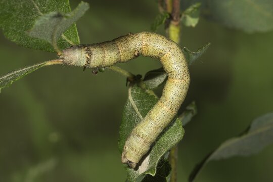 Peppered moth (Biston betularia) caterpillar on auric willow (Salix aurita), Baden-W&uuml;rttemberg, Germany