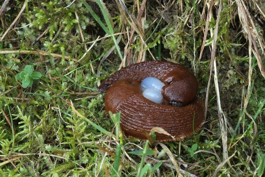 Red Slugs (Arion rufus), mating with a sperm packet, Hungary, Europe