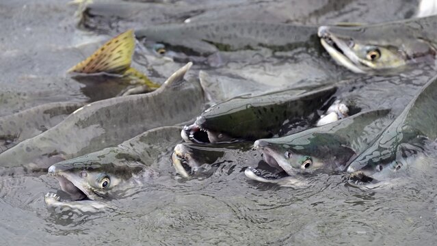 Pink salmons (Oncorhynchus gorbuscha) swimming densely packed up the river, Prince William Sound, Alaska