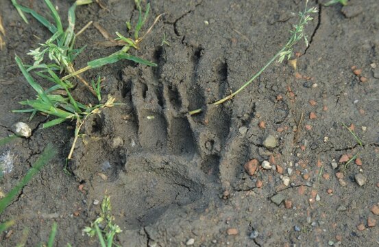 Badger (Meles meles), track, claw impression in soft soil