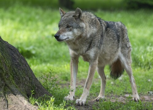 Gray wolf (Canis lupus), captive, Germany