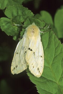 Buff Ermine (Spilarctia lubricipeda), female
