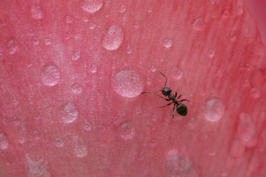 Black garden ant (Lasius niger) adult on a rose petal with water droplets, Suffolk, England, United Kingdom