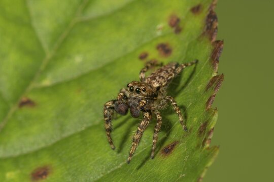 Fencepost jumper (Marpissa muscosa) Male portrait, Baden-W&uuml;rttemberg, Germany