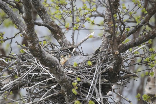 Merlin (Falco columbarius), male breeding in nest in a birch bush, Lapland, Northern Norway, Norway
