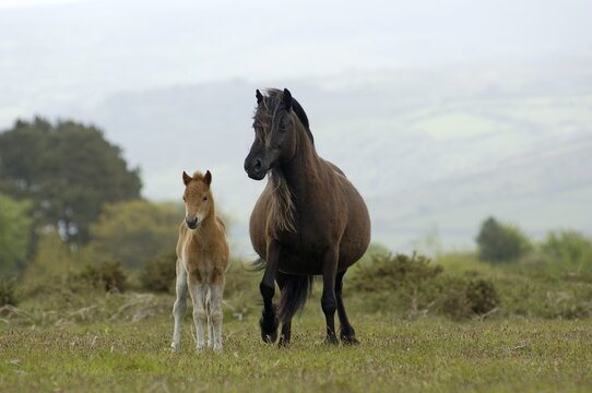 Dartmoor Pony mare with foal Dartmoor National Park Devon England