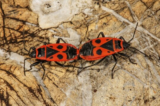 Fire bugs (Pyrrhocoris apterus), pair of animals, copula on a stone, Baden-W&uuml;rttemberg, Germany