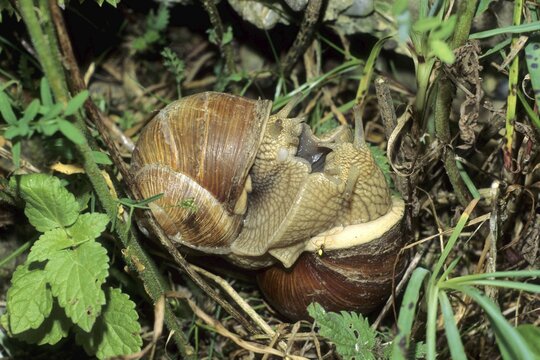 Vineyard snail (Helix pomatia) mating, Allg&auml;u, Bavaria, Germany