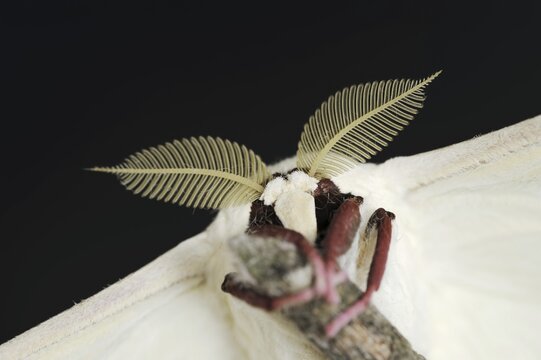 Indian luna moth (Actias selene), male, captive, occurrence in Asia