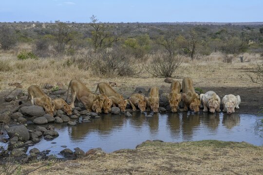Lions (Panthera leo) of the Birmingham pride drinking at a waterhole, white and brown animals, Ngala Private Game Reserve, Timbavati Region, Limpopo Province, South Africa