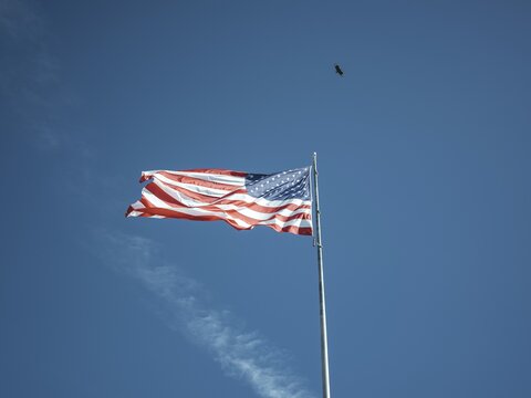 American flag, eagle, Big Cypress National Preserve, Everglades, North America, Florida, USA