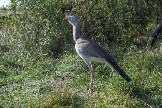 Red-legged seriema (Cariama cristata) in the breeding station of the Conservation Land Trust at the Estancia El Socorro, near Colonia Carlos Pellegrini, Esteros del Iber&aacute;, Province of Corrientes, Argentina