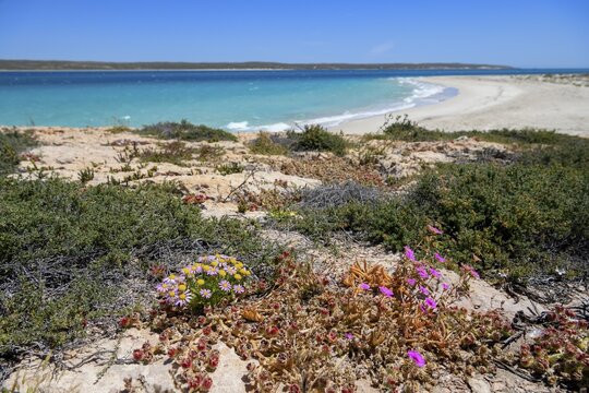 Landscape on Dirk Hartog Island, Dirk Hartog Island National Park, named after the Dutch navigator of the same name, Shire of Shark Bay, State of Western Australia, Australia