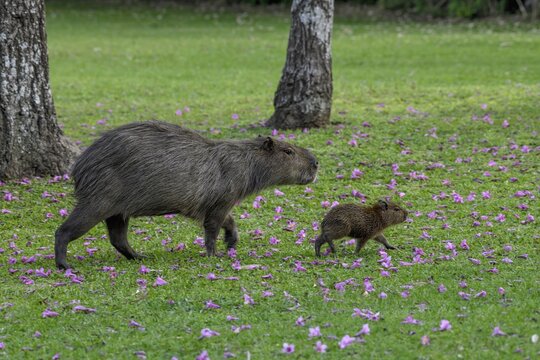 Capybara (Hydrochoerus hydrochaeris) with young animal, Cambyret&aacute;, Esteros del Iber&aacute;, Corrientes Province, Argentina