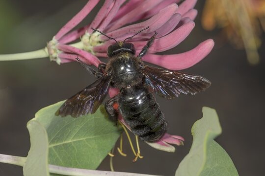 Violet carpenter bee (Xylocopa violacea) on pink flower of Lonicera caerulea (Lonicera sp.) in macro format with green foliage, Baden-W&uuml;rttemberg, Germany