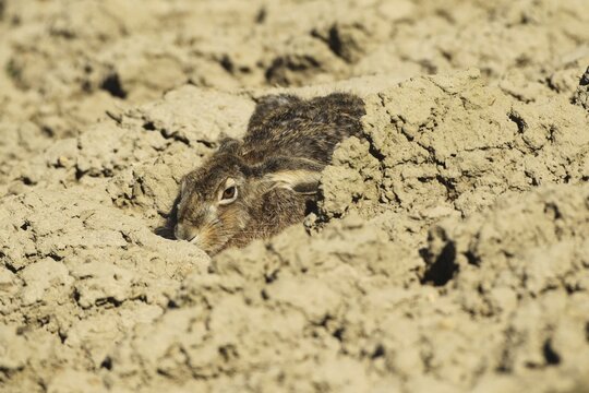 European hare (Lepus europaeus) squeezing into a field furrow, Lower Austria, Austria