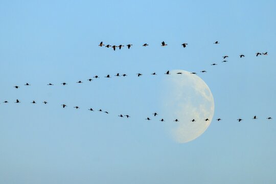 Bird migration in the morning sky with the moon in the background, crane (Grus grus) wildlife, Western Pomerania Lagoon Area National Park, Zingst, Mecklenburg-Western Pomerania, Germany