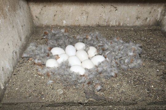Ruddy Shelduck (Tadorna ferruginea) Nest and eggs in the breeding cavity, a nest box in a field barn, Allg&auml;u, Bavaria, Germany
