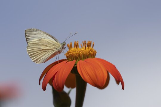 Large white (Pieris brassicae) butterfly adult feeding on a garden Mexican sunflower (Tithonia spp) flower, Suffolk, England, United Kingdom
