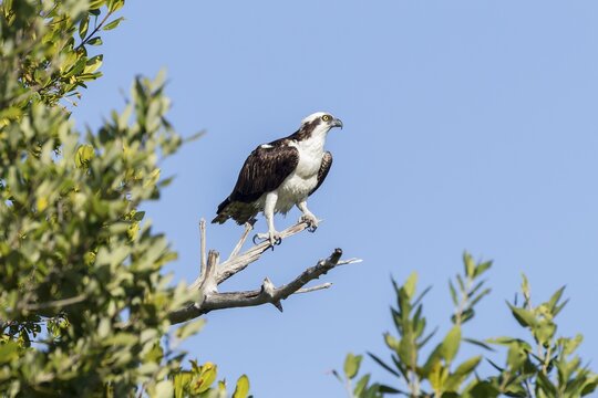 Osprey (Pandion haliaetus carolinensis) sitting on branch, Ding Darling National Wildlife Refuge, Sanibel Island, Florida, USA