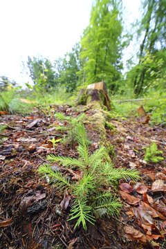 Young Spruce (Picea) standing next to a felled , symbolic picture reforestation, replanting, Solms Hesse, Germany