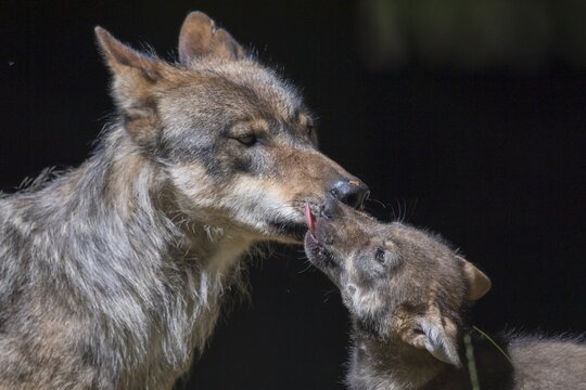 Gray wolf (Canis lupus) with young, pups, offspring, Neuhaus, Lower Saxony, Germany
