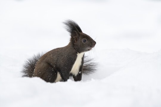 Eurasian red squirrel (Sciurus vulgaris), sitting on the ground in the snow, Terfens, Tyrol, Austria