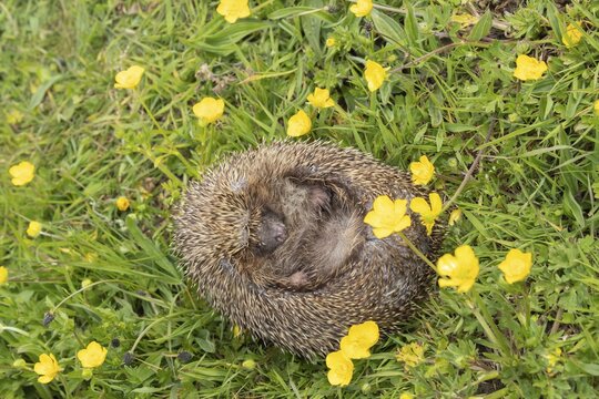 European hedgehog (Erinaceus europaeus) adult rolled up in a ball in a Spring meadow with flowering Buttercups, Suffolk, England, United Kingdom