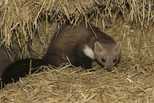 Beech Marten (Martes foina) in straw of a barn