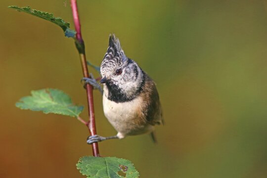 Crested tit (Parus cristatus) sitting on a branch, Hesse, Germany