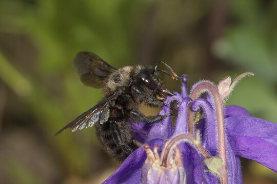 Violet carpenter bee (Xylocopa violacea) collects nectar, Baden-W&uuml;rttemberg, Germany