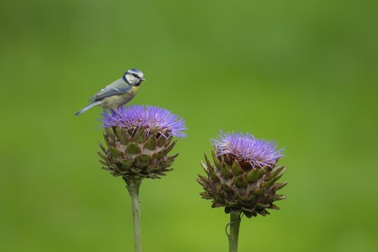 Blue tit (Cyanistes Caeruleus), adult bird on an artichoke thistle flower head, Norfolk, England, United Kingdom
