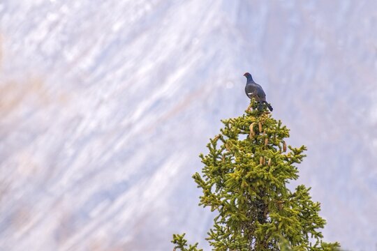 Black grouse (Lyrurus tetrix), male, sitting on spruce, Tyrol, Austria