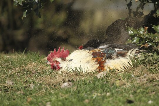 Domestic chicken, organic farming, free-range rooster takes a sand bath, Lower Austria, Austria