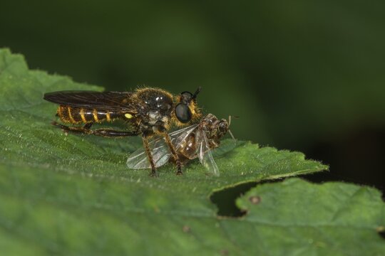 Robber fly (Choerades fimbriata) with prey on a leaf, Baden-W&uuml;rttemberg, Germany
