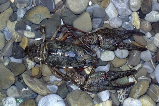 European Crayfish, Noble Crayfish or Broad-fingered Crayfish (Astacus astacus)