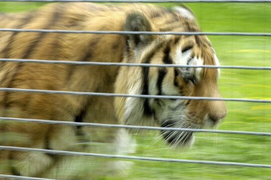 Bengal tiger Panthera tigris tigris in captivity