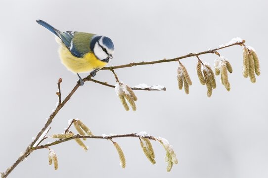 Blue Tit ( Cyanistes c&auml;ruleus) on a branch with hazelnut catkins, winter, Lower Saxony, Germany