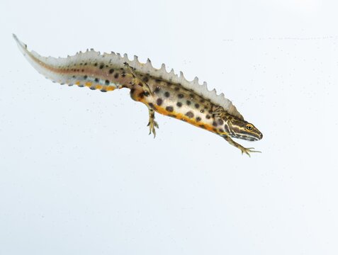 Northern crested newt (Triturus cristatus), cut out, swimming, Oldenburger M&uuml;nsterland, Vechta, Lower Saxony, Germany