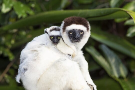 Verreaux's sifaka (Propithecus verreauxi), with animal baby in tree, Nahampoana Reserve, South Madagascar, Madagascar
