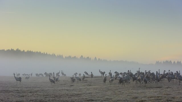 Resting cranes (grus grus) at daybreak, flock of birds, migratory birds, bird migration, courtship display, V&auml;sterg&ouml;tland, Sweden