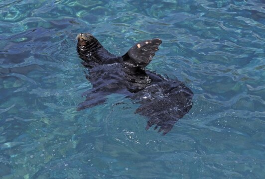 Californian sea lion ( Zalophus californianus)