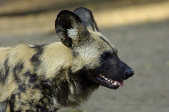 African Wilddog Lycaon pictus, Africa endangered portrait, Zoo Berlin, Germany