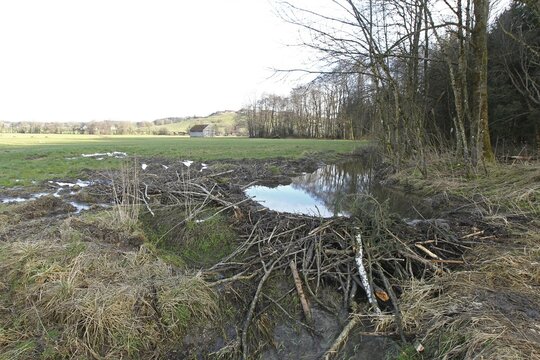 European beaver (Castor fiber) due to dammed stream flooding and damage in adjacent meadow, Allg&auml;u, Bavaria, Germany